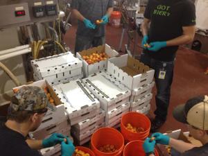Apricots being prepared 